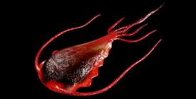 Parassiti intestinali